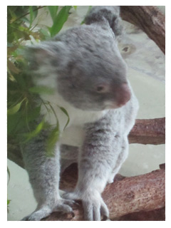 多摩動物公園コアラ