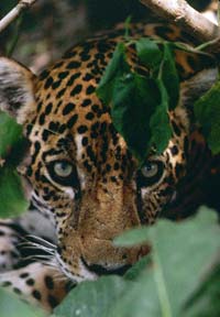 zoom!jaguarpeek.jpg