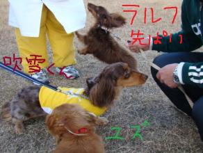 西日本代表犬たち