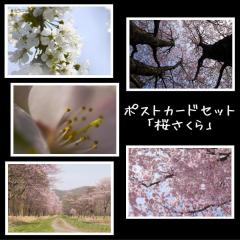 Pセット「桜さくら」