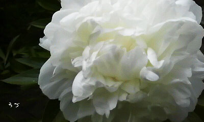 白い芍薬
