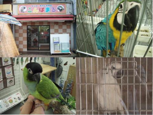 あぁそうですか 鳥専門ペットショップ こんぱまる横浜店にいきました