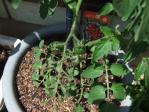 ミニトマト「ネネ」の苗、植え替え18日後。