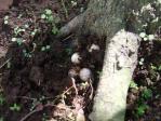 植木の根元に産みつけられたカナヘビの卵