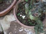 盆栽の根元にカナヘビの卵