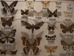 蝶類・蛾類の標本