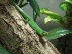 サキシマカナヘビ