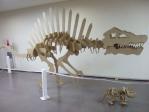 理大祭（久喜キャンパス）恐竜の骨格標本ダンボールオブジェ展示