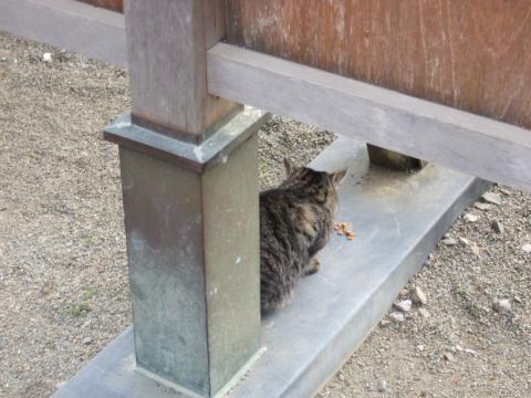 鷲宮神社　参道付近によくいるおなじみの猫。