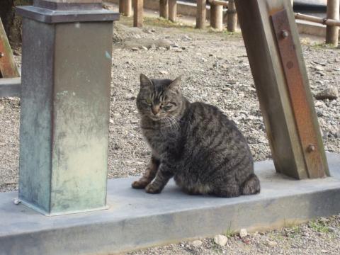 鷲宮神社のヌシの猫