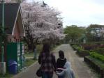 桜咲く与野公園。右側はバラ園です。