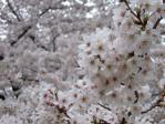与野公園の桜 （2011年4月9日）