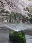 与野公園・桜と噴水