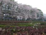 与野公園から見る首都高速埼玉大宮線沿いの桜と、手前のバラ園。