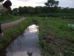 新しい村 農業公園の用水路