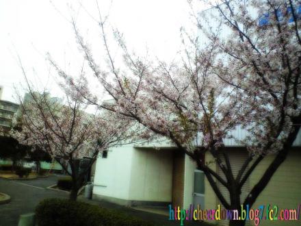 CHEER DOWN前の桜