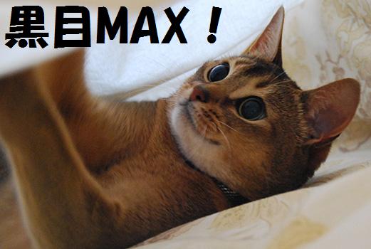 黒目MAX(7)