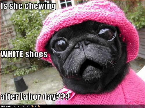 funny-dog-pictures-labor-day.jpg