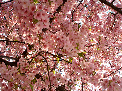 庭の河津桜