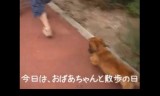 【犬動画】　メタボ犬、おばあちゃんと散歩 の巻