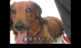 【犬動画】　メタボ犬、暑さと戦う の巻