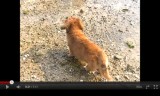 【犬動画】　メタボ犬、潮干狩りへ行く の巻