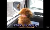 【犬動画】　メタボ犬、川で泳ぐ の巻