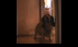 【犬動画】　メタボ犬、喜びの舞い～happy dance～