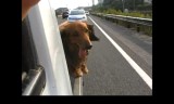 【犬動画】　メタボ犬、軽トラの荷台で風を感じる