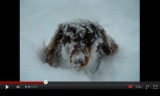 【犬動画】　大雪の中の犬のお散歩。