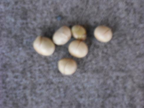 090201西本成寺の豆