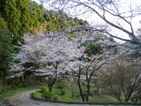 熊本・西原村の桜①2010.3.21