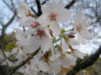 俵山峠の桜(昨年）2010.3.21