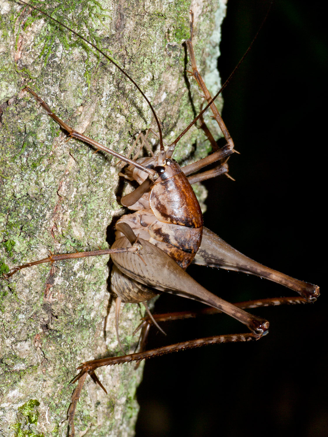 デジカメ 昆虫 写真 カマドウマ
