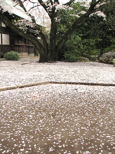 妙福寺の桜