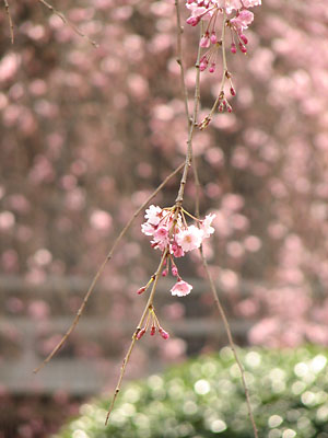 妙福寺の桜