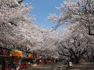 大宮公園の桜