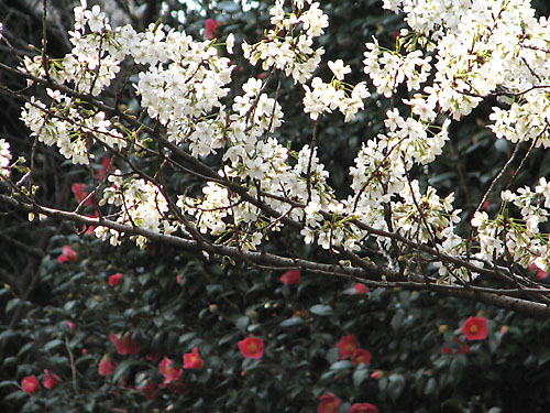 椿と大島桜