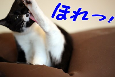 ほれ