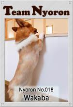 Nyoron018若葉ちゃん