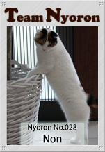 Nyoron028のんちゃん