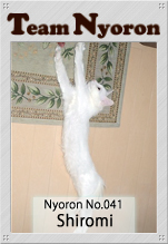 Nyoron041白美ちゃん