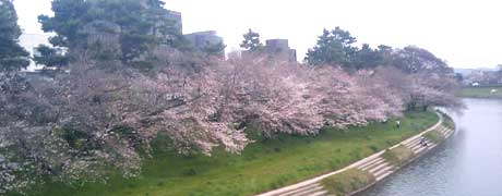 乙川の桜並木