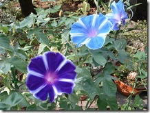 s_DSCF0020