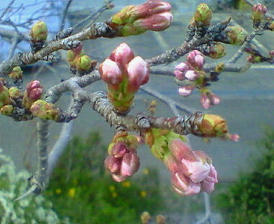 桜の蕾-1