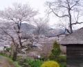 20090417忍野八海桜