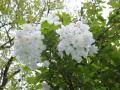 2009_0503200905030046.jpg