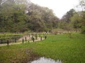 自然教育園　園内の湿原