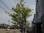 店の前の”わたぼうし”の木