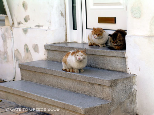 ギリシャの猫